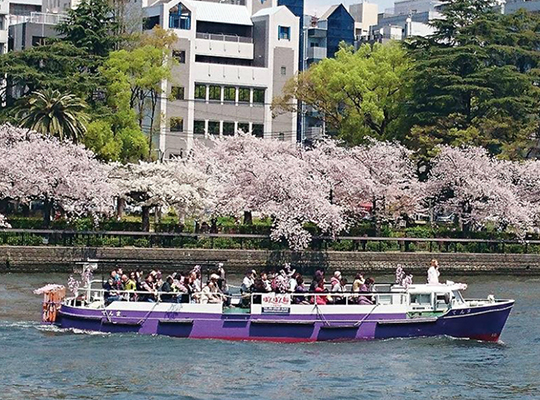 오카와 강 벚꽃 크루